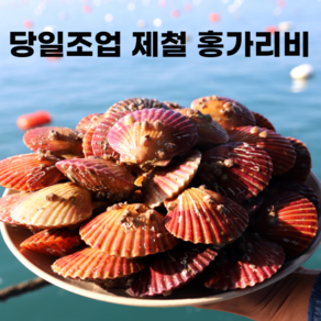 국산 당일조업 살통통 제철 홍가리비, 1개, 2kg (생물)