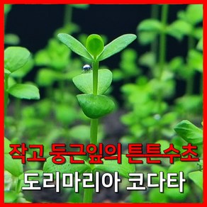 [수초농부] 도리마리아 코다타 작고 둥근잎의 튼튼 수초, 12개