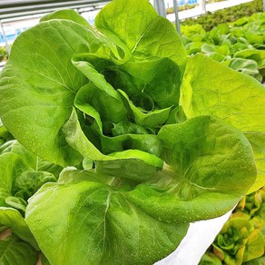 [로이팜] 버터헤드 단품 통크게1.2kg 유러피안 샐러드 채소 야채 당일수확 유럽 상추 쌈채소, 600g, 1개