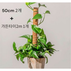 새롬원예 수태봉 코코봉 50cm 2개+가든타이 2m 1개 식물지지대 곰팡이없는 플라스틱연결형 몬스테라, 1세트