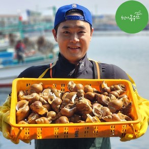 골뱅이 백골뱅이 동해 백고동 생물 참 통골뱅이 탕 자연산 제철 1kg, 1개, 자숙 백골뱅이+새콤달콤 골뱅이무침 소스 set