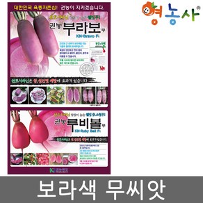 권농 부라보무 300립 자색무씨앗, 1개