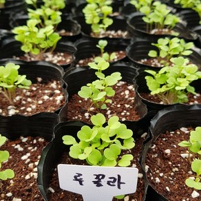 [모종모종] 루꼴라 모종(큰컵6촉 이상씩)(이태리 시금치)향신료, 1개