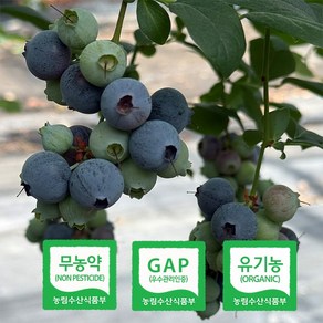 [팔도미가] 유기농 제주 생 블루베리, 1개, 1kg 특대 (16mm 이상)