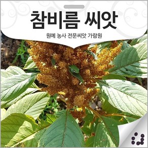 참비름 씨앗 비름 종자 약초 쇠비름 개비름 씨 1000알, 1개