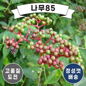 (나무85) 민산초(가시없는산초) 키 1.5m내외 결실주 분, 1개