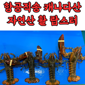 자연산 캐나다 활 랍스터 랍스타 바닷가재 500g 600g 700g 1kg, 1박스