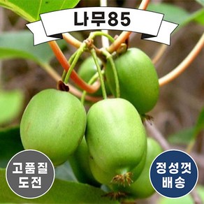 (나무85) 일세다래 왕다래 나무, 1개