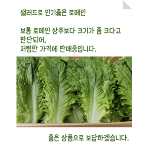 [임가네농산] 상추 상추쌈 로메인상추 담배상추 상추박스 로메인 쌈채소, 1개, 4kg