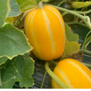 [산지직송] 국내산 성주 햇참외 당도선별 아삭한 식감 랜덤과수, 1개, 2kg 랜덤과수