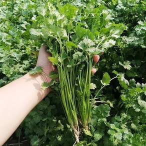 [신중국식품] 고수 중국향차이. 야채고수