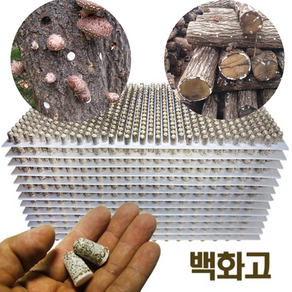 2025년 백화고 표고버섯 느타리 종균 버섯키우기 성형종균 607구 1판 [원산지 :국산 연천], 1개, 표고607구