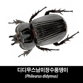 디디무스남미장수풍뎅이표본-Phileurus didymus