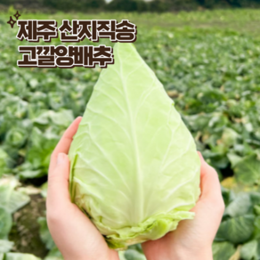 싱싱 산지직송 제주 고깔양배추 꼬깔양배추 3kg 5kg 꼬깔모양양배추 원산지 제주, 1개