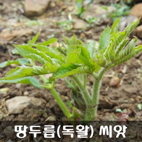 [해피플라워] 땅두릅 독활 씨앗 0.1g(약 300립) / 봄 여름 가을 파종 산채 종자