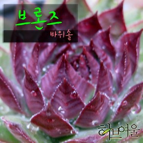 [허브여울바위솔] 브론즈 (바위솔 모아심기/노지월동) 지름 9cm 소품 다육화분, 1개