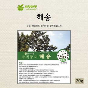 다농 해송나무 씨앗 20g, 1개