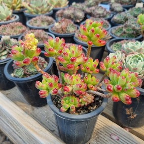 [수암다육] 루비틴트 랜덤발송 Sedum 'Ruby Tint' 랜덤발송 다육 다육이 다육식물, 1개