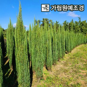 블루애로우 상록수 싸이프러스 가림원예조경, 키150cm 분묘, 1개