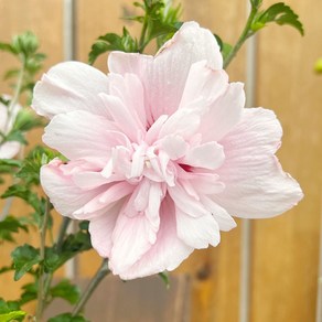 가꾸다 무궁화#1(분홍꽃) HIBISCUS PINK CHIFEON, 1개