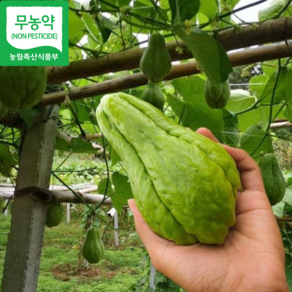 [재구매율1위] 무농약인증 달큰아삭한식감 차요테전문농장 차요테 chayote