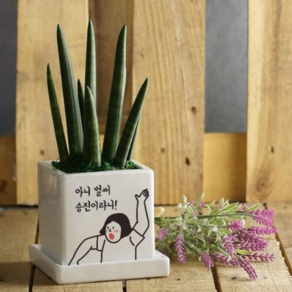 [자유문구 메세지화분] 상상도 못한 화분 깜짝 놀랄 서프라이즈로 신선한 공기를 선물하세요, 스투키