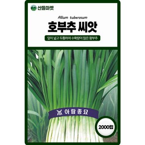 산들마켓 호부추 씨앗 2000립 잎이 넓고 두툼한 수확량 좋은 부추씨 종자, 1개