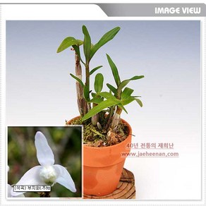 [재희난] 부지화, 1개
