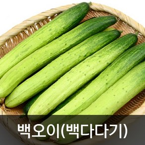 약수농장 백오이 3kg 5kg 10kg