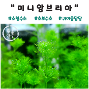 <수초마을> 귀여움뽀짝 미니암브리아 8줄기 초보수초 후경수초 구피 새우 은신처, 1개