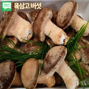 [온유네농장] 육삼고버섯 유기농 건강버섯 1kg 선물세트 산지직송 명절선물, 일반형 선물세트