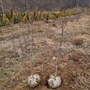 충주원예조경 / 목련 / 제니목련 / 개화주, 1개