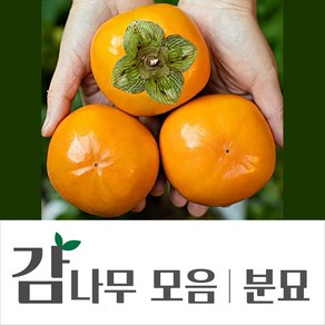 [경민농원]감나무결실주 감나무분묘 대봉 왕대봉(야오끼) 2년생 (R2점내외), 차량단감, 1개