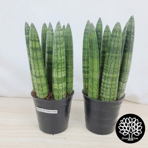 본쉘스투키 2개 (15cm 18cm 24cm) 7촉, 01_본쉘(15cm)+본쉘(15cm) /7촉