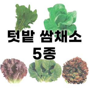 심따 텃밭 쌈 채소 씨앗 5종 적치마 청치마 루꼴라 로켓 로메인 꽃상추 씨앗, 5개