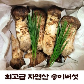 (버섯관련교육 전문가업체) 최고급 자연산 송이버섯 국내산 송이버섯 자연산송이버섯 송이버섯선물세트