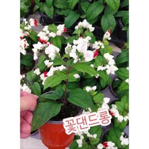 꽃덴드롱/클레로덴드룸톰 소니에(Clerodendrum thomsoniae) 덴드롱