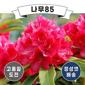 (나무85) 만병초 포트(무병장수 기원), 5. 만병초(마담마숀) 포트, 1개