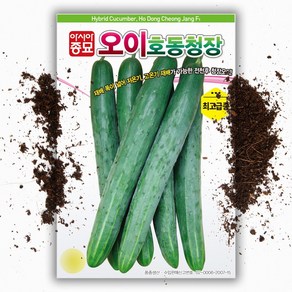 청장오이씨앗 50립 봄 가을 재배 오이 씨앗 씨 수량성많음, 1개