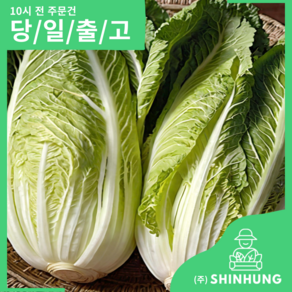 국내산 배추 포기배추 한반스 [신흥유통], 1개, 2kg