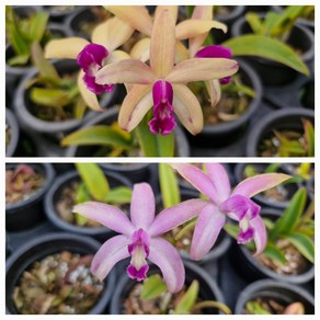 [신라난농원]카틀레야원종.Laelia upestis.렐리아 루페스트리스(크리스파타).예쁜 베이지색 핑크색.색상랜덤.좋은향.고급종.필독뒷사진참고., 1개