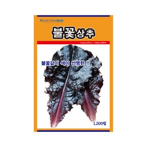 상추씨앗 불꽃상추 1500립 연속수확 저장성 수송성, 1개