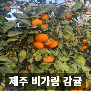 제주도 산지직송 고당도 14브릭스 프리미엄 비가림 감귤, 1박스, 5kg 로얄과