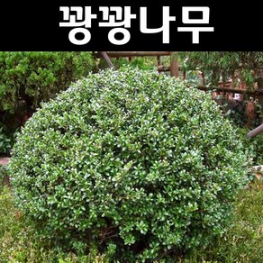 꽝꽝나무 묘목 키40cm 3개/정원수 조경수, 3개