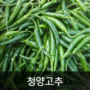 약수농장 국내산 청양고추 10kg, 1개, 10kg(상)