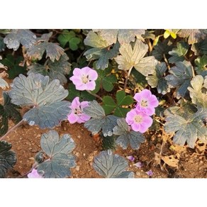 [지인야생화] k-뉴질랜드쥐손이, 1개