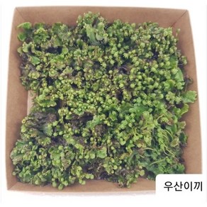 우산이끼 (중) 사이즈 엠큐팜 농장에서 제공하는 오리지널 우산이끼, 1개