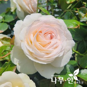 [나무인] 화이트에덴로즈 사계줄장미 덩굴장미 키1.5m, 1개