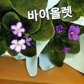 바이올렛/아프리카제비꽃, 1개