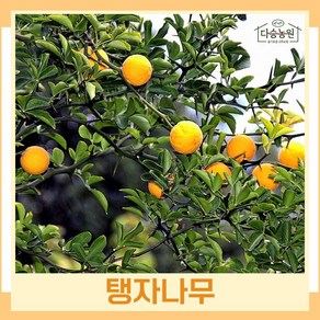 탱자 과실나무 묘목 키80cm~100cm내외 (수량 5개묶음) 다승농원, 5개